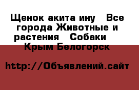 Щенок акита ину - Все города Животные и растения » Собаки   . Крым,Белогорск